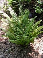 Dryopteris Crassirhizoma (fam Dryopteridacees) (Japon) (03) (Photo F. Mrugala)